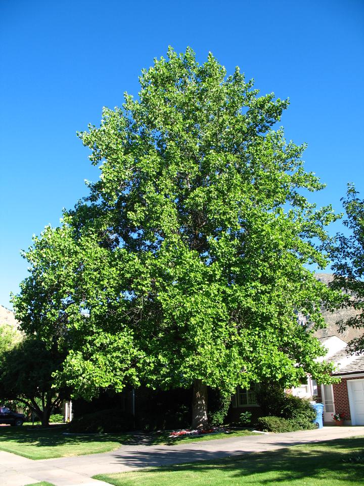Tulip Poplar